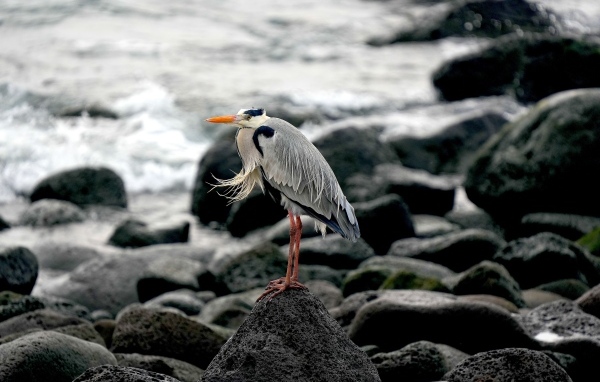 Большая серая цапля стоит на камне у воды