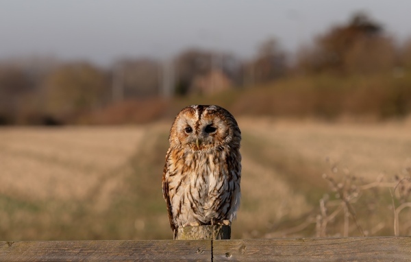 Большая неясыть сидит на заборе
