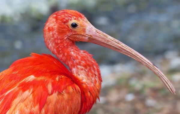 Большой розовый ибис крупным планом