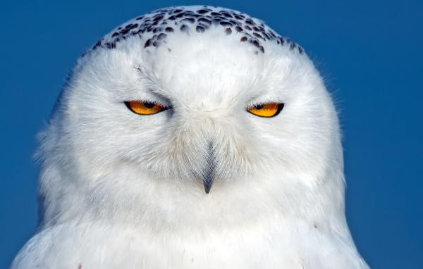 Большая белая сова с черными пятнами с желтыми глазами