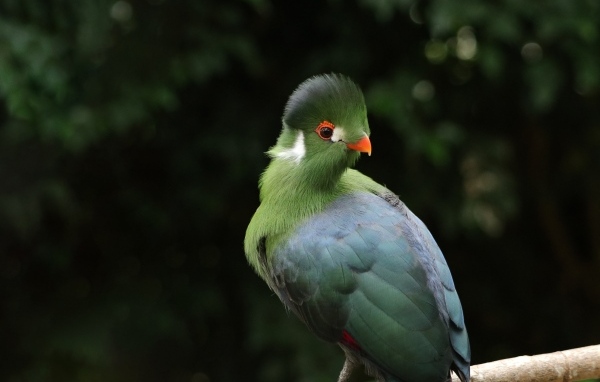 Зеленый белощекий турако на ветке