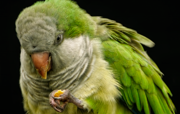 Зеленый попугай на черном фоне крупным планом
