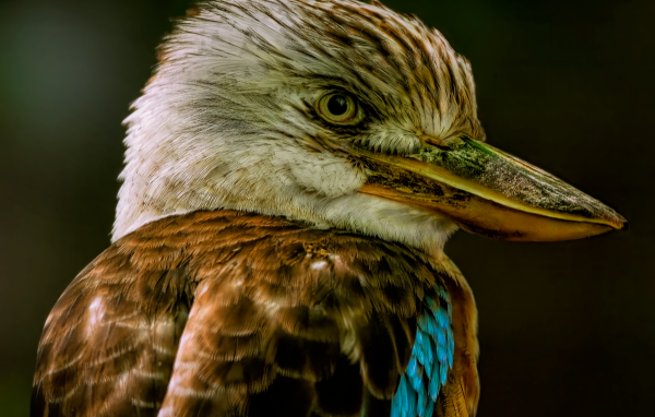 Голова птицы кукабарра крупным планом