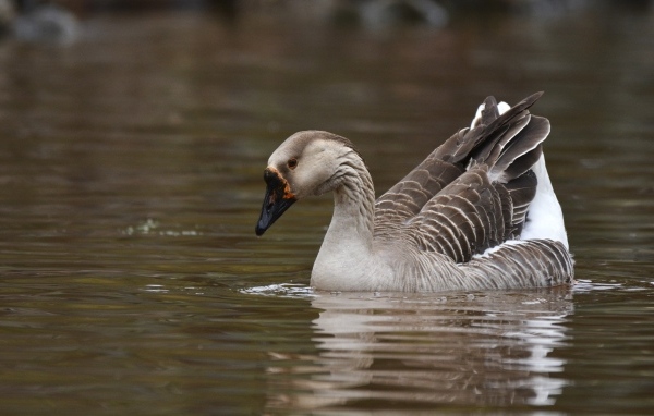Большой серый домашний гусь плавает в воде