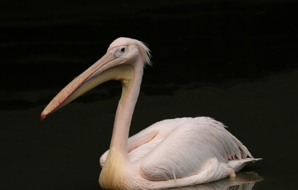 Большой розовый пеликан на черном фоне