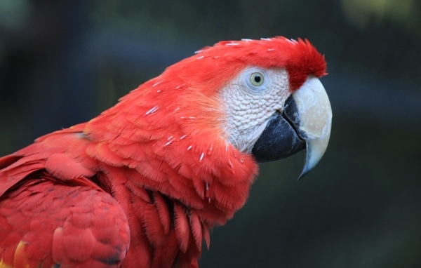 Большой красный попугай ара