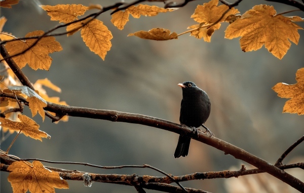 Маленький черный дрозд сидит на ветке дерева