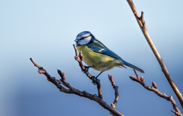Маленькая  лазоревка на ветке