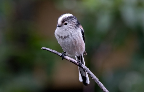Маленькая длиннохвостая синица на ветке