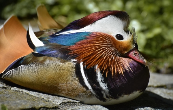 Маленькая утка мандаринка сидит на камне