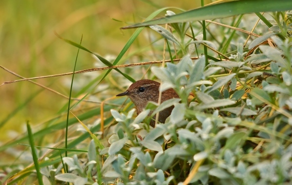 Маленькая иволга прячется в зеленых листьях