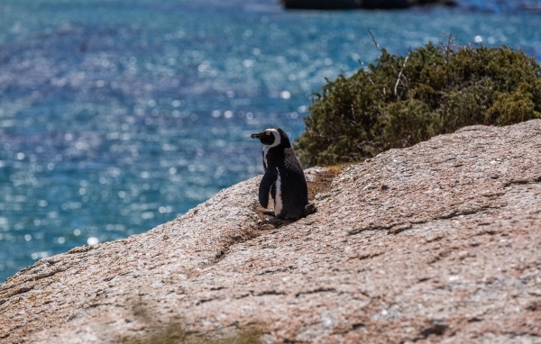 Маленький пингвин стоит на камне у воды