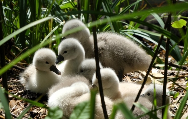 Маленькие птенцы лебедя в гнезде