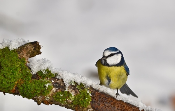 Маленькая синица на заснеженной ветке