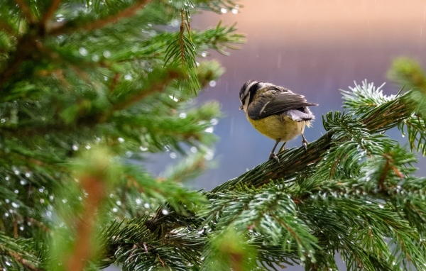 Маленькая синица сидит на еловой ветке под дождем