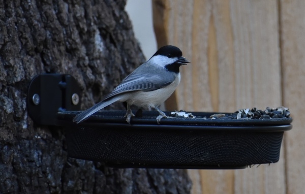 Маленькая синичка в кормушке с семечками