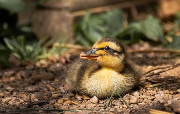 Маленький дикий утенок прячется в тени 