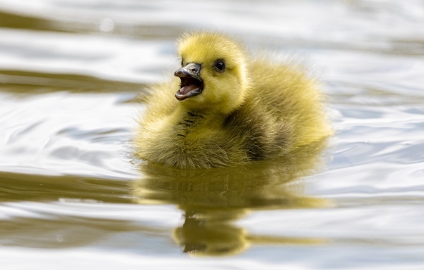 Маленький желтый утенок плавает в воде
