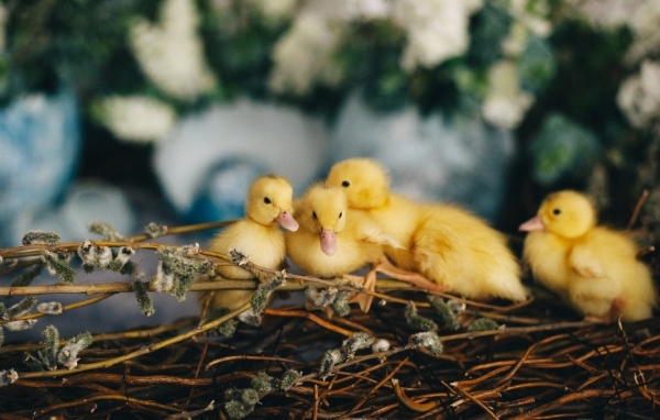 Маленькие желтые утята в гнезде