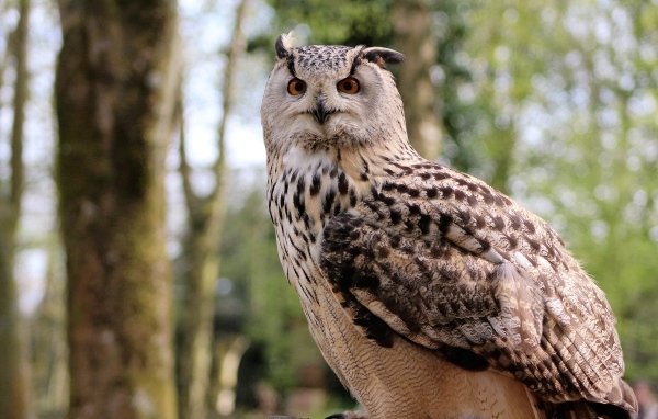 Ушастая сова в лесу