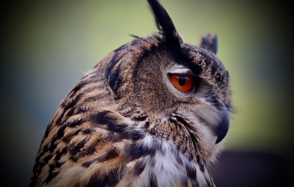 Ушастая сова с красными глазами