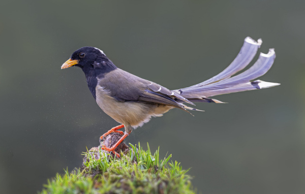Сорока крупным планом