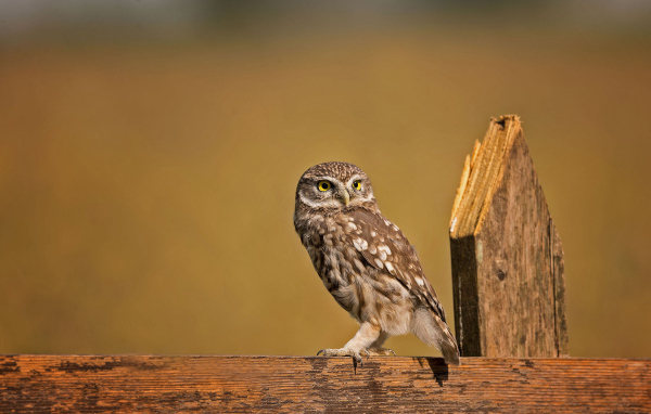Сова сидит на деревянном заборе