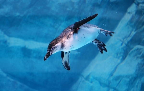 Пингвин плывет под водой