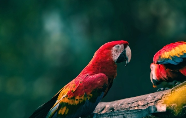 Попугаи алый ара на деревянной ветке
