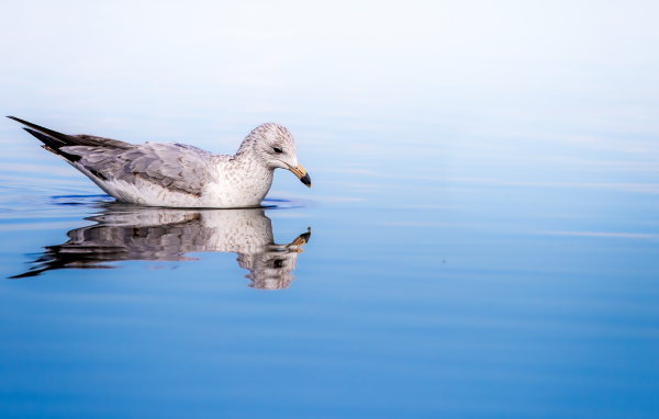 Чайка отражается в голубой морской воде