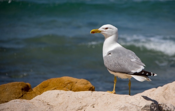 Чайка стоит на камне у моря