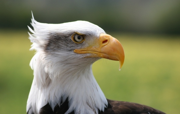 Острый длинный желтый клюв у орла