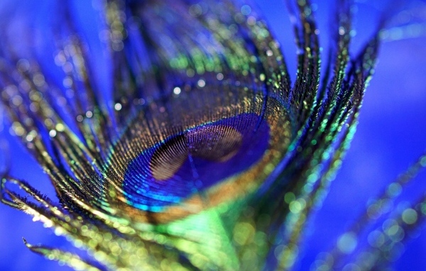 Блестящее перо павлина на синем фоне