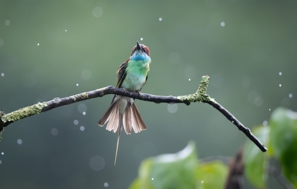 Маленькая птица золотистая щурка на ветке под дождем