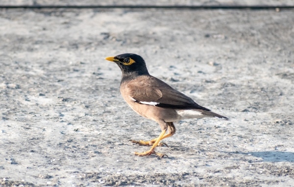 Маленькая обыкновенная майна 