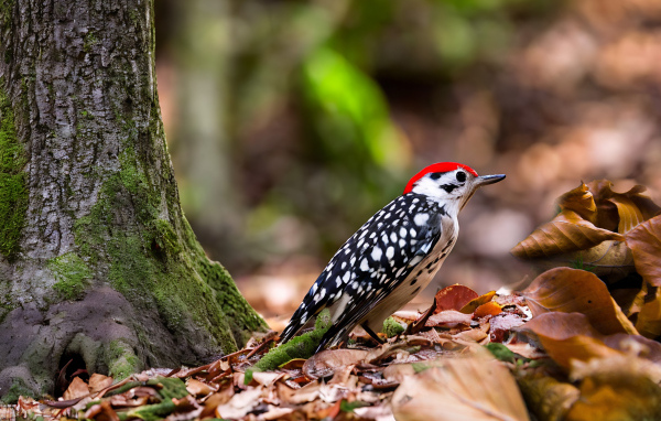 Пятнистый дятел сидит на опавшей листве