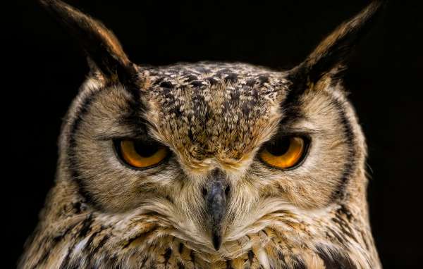 Суровая сова с коричневыми глазами