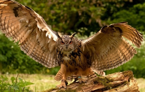 Большая сова расправила крылья