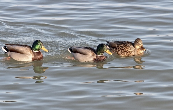 Три утки плавают в воде