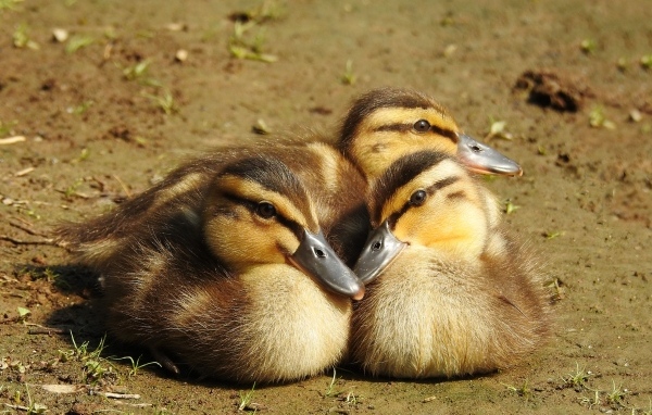 Три маленьких утенка сидят на земле
