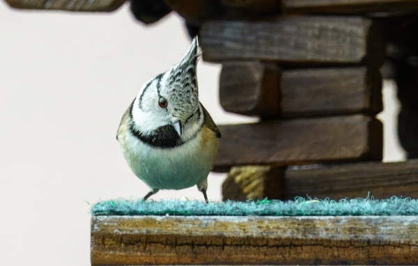 Хохлатая синица сидит у кормушки