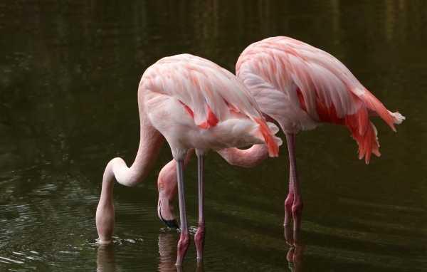 Два розовых фламинго опустили клюв в воду