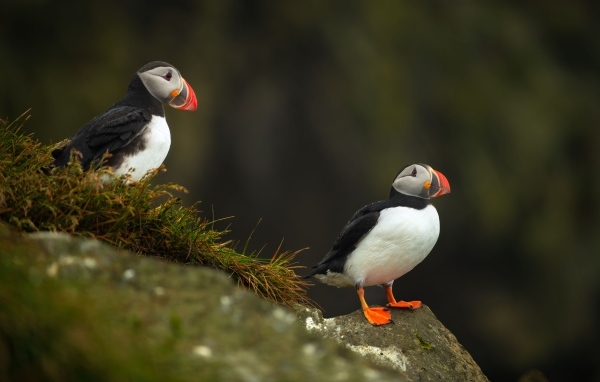 Две птицы тупики на камнях