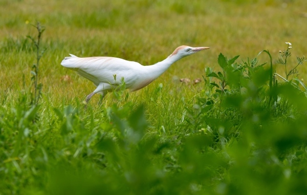 Белая цапля в зеленой траве