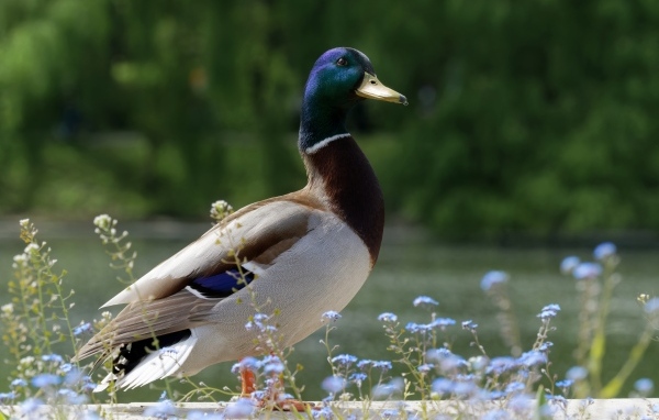 Дикий селезень стоит у воды летом