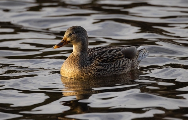 Дикая серая утка в воде