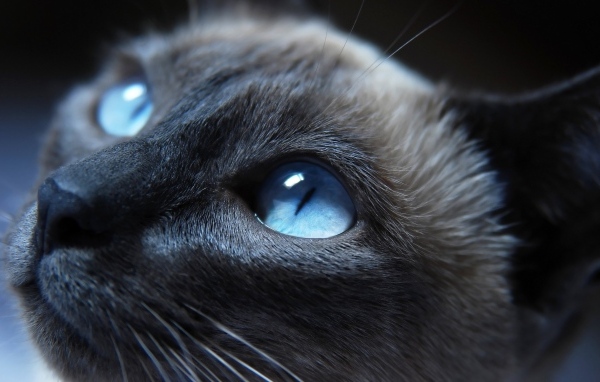 Красивая голубоглазая кошка крупным планом