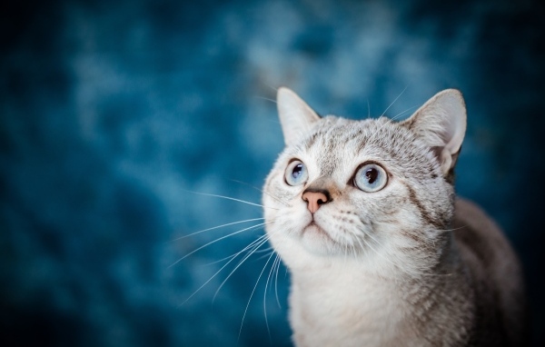 Красивая голубоглазая кошка на голубом фоне