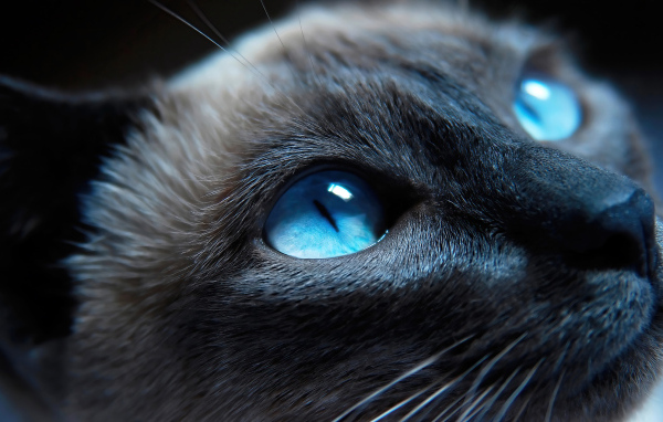 Красивые голубые глаза у сиамской кошки