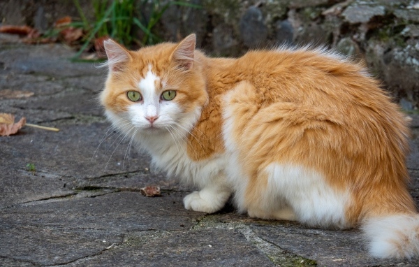 Красивый зеленоглазый пушистый рыжий с белым кот 